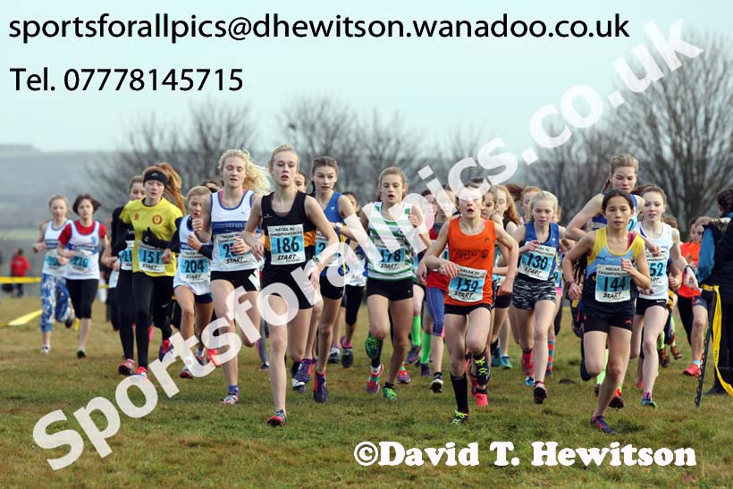 Girls under-13s North Eastern Cross Country, Aykley Heads, Durham. Photo: David T. Hewitson/Sports for All Pics